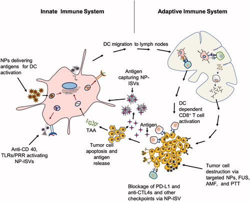 Figure 2. Proposed mechanisms and targets of NP-ISVs in the tumor microenvironment. Typically, the antigen presenting cells (APC) can be targeted with NP-ISVs to deliver antigens, or activate pattern recognition and toll-like receptors, and CD40s. Tumor cells can also be induced to generate DAMPs and release tumor antigents with energy depositing devices for NP-ISV antigen capture. The resultant APC activation and production of tumor recognizing T-cells that leave the draining lymph nodes can attack tumor cells anywhere in the patient. The activated T-cells can also synergize with CBTs to improve therapeutic outcomes.