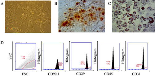 Figure 1 (A) Morphological observation reveals MSCs with a uniform spindle-shaped appearance. (B) Osteogenic differentiation is indicated by calcium deposition, visualized through Alizarin Red staining. (C) Adipogenic differentiation is evident from the accumulation of neutral lipid vacuoles, stained with Oil Red O. (D) Graphs demonstrate the phenotype of MSCs, depicting expression levels of CD90, CD29, CD45, and CD31.