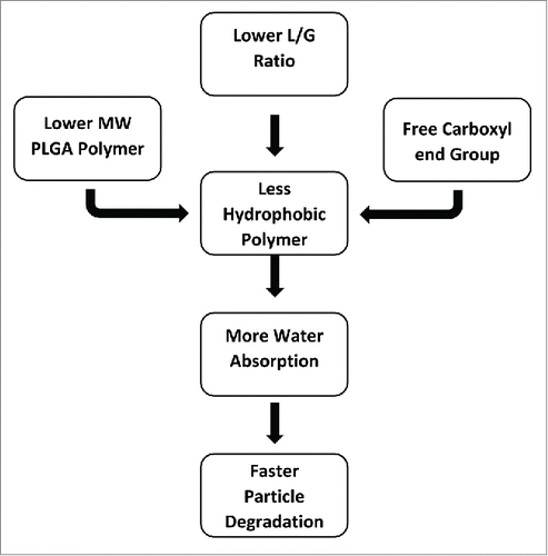 Figure 4. Flow diagram of PLGA polymer related factor affecting on PLGA particle degradation.