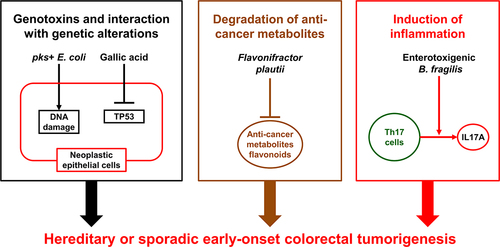 Figure 2. Potential interactions of the gut microbiome with host genetics, metabolism, and immunity during the development of early-onset colorectal cancer. The gut microbiota-derived gallic acid can inhibit the tumor-suppressive function of mutant TP53, which is found more frequently in early-onset colorectal cancer than in later-onset colorectal cancer. pks+ Escherichia coli and enterotoxigenic Bacteroides fragilis can increase DNA damage in colonic epithelium and induce IL17A and colonic inflammation. Flavonifractor plautii can degrade flavonoids, which have been shown to possess a wide variety of anti-cancer effects by modulating reactive oxygen species-scavenging enzyme activities, arresting the cell cycle, inducing apoptosis and autophagy, and suppressing cancer cell proliferation and invasiveness.