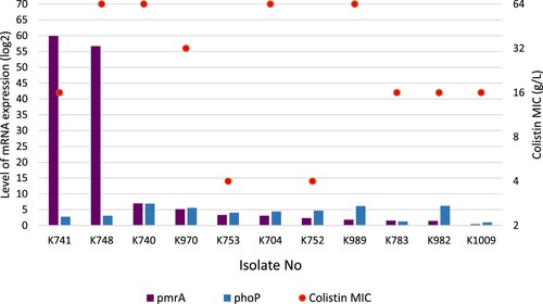 Figure 1. PmrA and PhoP expressions of the colistin-resistant P. aeruginosa in correlation with colistin MIC values.