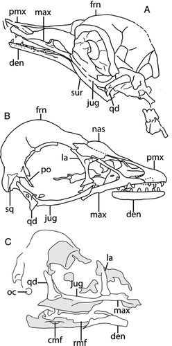 Figure 3 Interpretive drawings of select juvenile enantiornithine skulls: A, GMV 2159; B, C, LP 4450 slab and counterslab. Anatomical abbreviations: cmf, caudal mandibular fenestra; den, dentary; frn, frontal; jug, jugal; la, lacrimal; max, maxilla; nas, nasal; oc, occipital condyle; pmx, premaxilla; po, postorbital; qd, quadrate; rmf, rostral mandibular fenestra; sq, squamosal; sur, surangular.