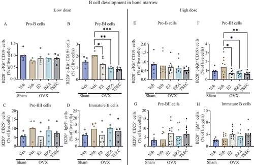 Figure 5. Tissue-selective oestrogen complex (TSEC) treatment reduces the frequency of pre-BI cells in OVX MRL/lpr mice. MRL/lpr mice were subjected to sham surgery or ovariectomy (OVX) at 6–7 weeks of age. In the low-dose experiment, sham-operated mice were treated with Veh and OVX mice were treated 5 days per week for 3 weeks with a low dose of 17β-oestradiol (E2; 0.15 μg/mouse/day), bazedoxifene (BZA; 36 μg/mouse/day), E2 + BZA (TSEC), or Veh. B-cell populations in bone marrow were analysed by flow cytometry. Frequencies of (A) pro-B cells, (B) pre-BI cells, (C) pre-BII cells, and (D) immature B-cells. In the high-dose experiment, sham-operated mice were treated with Veh and OVX mice were treated 5 days per week for 3 weeks with a high dose of E2 (0.5 μg/mouse/day), BZA (48 μg/mouse/day), TSEC, or Veh. Frequencies of (E) pro-B cells, (F) pre-BI cells, (G) pre-BII cells, and (H) immature B cells. The results from four or five mice/per group in the low-dose E2, BZA, TSEC, and Veh groups are missing owing to technical issues. Each data point represents an individual animal. The bars indicate the mean. Statistical analysis: one-way ANOVA and Šídák’s multiple comparison test. ***p < 0.001, **p < 0.01, *p < 0.05.