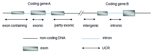 Figure 1. Re-annotation of UCRs according to their genomic location with respect to protein-coding genes defined by Refseq.