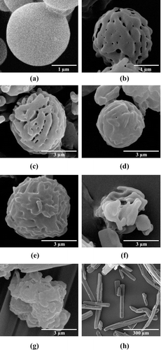 Figure 1.  The SEM images of (A) spray dried mannitol (bar = 1 µm), (B) porous mannitol (bar = 1 µm), (C–G) PZA- proliposome formulation I to V (bar = 3 µm) and (H) PZA (bar = 300 µm).