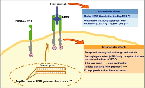 Figure 1 Antitumor effects of trastuzumab.Abbreviations: ECD, extracellular domain; VEGF, vascular endothelial growth factor; PI3K, phosphoinositide 3-kinase.