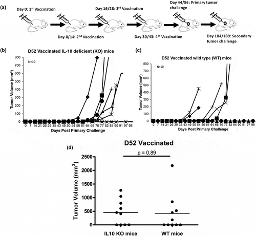 Figure 2. Tumor growth in IL-10 deficient (KO) mice and wild type (WT) mice vaccinated with murine D52 (mD52) as a plasmid DNA vaccine and challenged with TRAMP-C2 tumor cells. (a) C57Bl/6J mice received four vaccinations with mD52 plasmid DNA i.m. All mice were challenged with TRAMP-C2 s.c. in the right flank 2 weeks after the final vaccination. Shown are the schedules for two independent experiments Day exp 1/exp 2 (indicated by Day 8/14; Day 16/28; Day 30/43; primary tumor challenge Day 44/56; secondary tumor challenge Day 184/189). (b) Tumor growth in IL-10 deficient (KO) mice vaccinated four times and challenged with TRAMP-C2 tumor cells. Each graph line represents an individual mouse. (c) Tumor growth in wild type (WT) mice vaccinated four times and challenged with TRAMP-C2 tumor cells. Each graph line represents an individual mouse. (d) Comparison of day 98 tumor growth in vaccinated wild type (WT) and vaccinated IL-10 deficient (IL10 KO) mice. Data are presented as percent tumor free (% Tumor Free) in a specific group. Tumor volume (mm3) was determined by perpendicular measurements (axb2)/2, where b is the smaller of the two measurements. Data are representative of two repeated experiments (N = 10). Significance was determined using a paired t-test (p < .05).