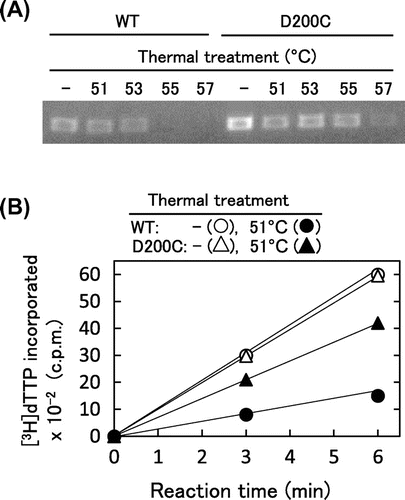 Fig. 5. Effects of thermal treatment on the activities of MMLV RT.