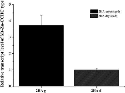 Figure 7. Relative expression level of Mt-Zn-CCHC gene in green and dry seeds harvested from control plants of M. truncatula; g – green seeds; d – dry/mature seeds.