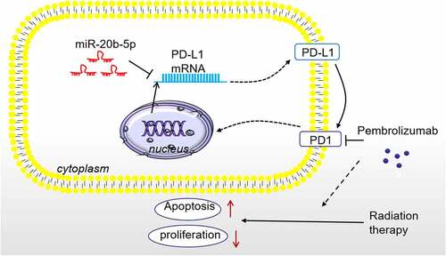 Figure 7. The Schematic diagram miR-20b-5p targets and inhibits PD-L1 expression. Overexpressing miR-20b-5p shows anti-tumor effects, and it enhances Pembrolizumab-mediated RT sensitivity on tumor cells by abating PD-L1/PD1 pathway.