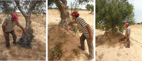Figure 10. Example of aeolian erosion indicators: The roots of Olive trees indicate previous level of soil. Field observations were carried out in collaboration with the technicians from the Eremology Laboratory of the Institute des Regions Arides (IRA, Medenine, Tunisia), one of the WADIS-MAR project partner.