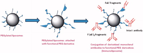 Figure 2. Preparation of PEGylated liposomes and conjugation of intact or derivatized monoclonal antibodies (PEGylated immunoliposomes) through various functionalized PEG derivatives.