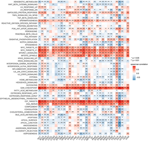 Figure 4 Correlation between CDKN3 and the hallmark pathway in the form of a heatmap. *p < 0.05, **p < 0.01.