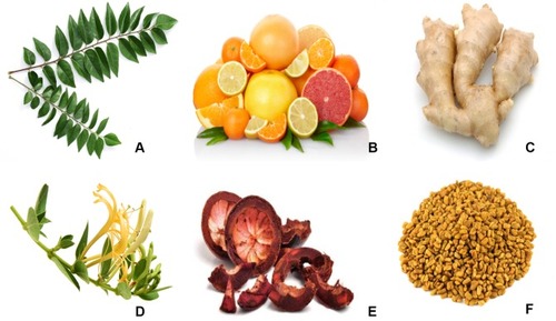 Figure 4 Some examples of plants: (A) Murraya koenigii Spreng, (B) Citrus, (C) Zingiber officinale, (D) Lonicera Japonica, (E) Garcinia mangostana and (F) abelmoschus esculentus used to synthesize gold nanoparticles.