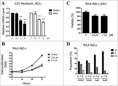Figure 2. INZ(c) inhibits c-Myc transcriptional activity and suppresses cell growth. (A) INZ(c) suppresses c-Myc transcription activity. Total RNAs were isolated from Boston and Raji cells treated with indicated concentrations of INZ(c) for 24 hours. C23 mRNA level was dertermined by q-RT-PCR. Data represent means ± SD. (B) INZ(c) inhibits cell Proliferation. Proliferation assay was carried out for Raji cells treated with 0, 0.63, or 2.5 μINZ(c) at indicated time points. Data represent means ± SD. (C) INZ(c) decreases viability of Raji cells. Raji cells were treated with indicated concentrations of INZ(c) and then subjected to cell viability assay. Data represent means ± SD. (D) INZ(c) decreases the number of cells in S phase. Raji cells were treated with indicated concentration of INZ(c) and subjected to flow cytometer for cell cycle analysis.