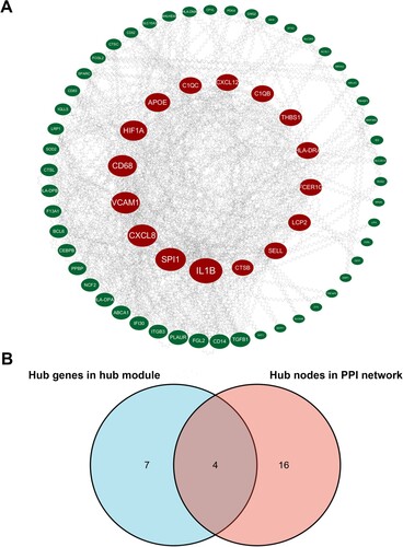 Figure 4. Hub genes identification. (A) Protein-protein interaction (PPI) network visualized by cytoHubba. Nodes represent genes in the pink module. Node size represents connectivity of the gene measured by degree. (B) Venn diagram of the hub genes and hub nodes.