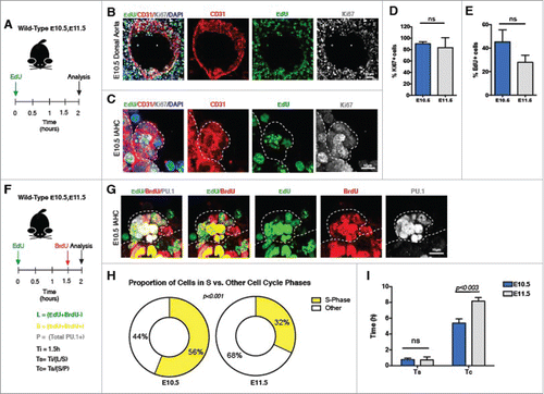 Figure 1. IAHCs are proliferative and their cell cycle length increases during the later stage of the hemogenic window. (A) EdU labeling experimental schema. Pregnant wildtype animals at E10.5 and E11.5 were injected intraperitoneally (IP) with 1.5 mg of EdU 2 hours before evaluation of embryos. (B) Immunofluorescence of proliferation markers, EdU an S-phase marker (green) and Ki67, a general proliferation marker (expect G0) (gray) in the dorsal aorta at E10.5. CD31 (red) delineates the endothelium. The white dotted box outlines an IAHC. Scale bar, 20 µm. (C) Higher magnification of the E10.5 IAHC in (B) containing labeled EdU+ and Ki67+ cells. CD31 marks the endothelium and IAHCs. Scale bar, 10 µm. (D) Quantification of Ki67+ cells in IAHCs expressed as percentage of total cells. (E10.5 mean = 90.1% vs E11.5 mean = 83.46% p = 0.50) (E) Quantification of EdU+ cells in IAHCs expressed as the percentage of the total number of Ki67+ cells. (E10.5 mean = 45.2% vs E11.5 mean = 27.9% p = 0.081) A total of n = 47 IAHCs were analyzed at E10.5 and a total of n = 44 IAHCs were analyzed at E11.5. (F) EdU and BrdU sequential labeling experimental schema. Pregnant wildtype animals at E10.5 and E11.5 were sequentially pulsed with EdU followed by BrdU. 1.5 hours apart. This technique allows for identification of cells that are in the S-phase (S) (EdU+BrdU+) and cells leaving the S-phase (L) (EdU+BrDU−). All proliferating IAHC cells are marked by PU.1 (P). The total length of S phase is estimated by first calculating the number of cells leaving the S-phase (L) over the total number of cells in the S-phase (S). The initial time (Ti) between EdU and BrdU (1.5 hrs) is then divided by this fraction, Ts = Ti/(L/S). The total length of the cell cycle (Tc) is estimated by first determining the number of cells in the S-phase over the total number of proliferating cells (P). The total S-phase length (Ts) is then divided by this fraction, Tc = Ts/(S/P). (G) Immunofluorescence of an IAHC containing EdU+ (green) and BrdU+ (red) cells. PU.1 (gray) was used to distinguish IAHCs. This representative image depicts an IAHC that contains cells at different phases of the cell cycle given their varying incorporation of EdU (green), BrdU (red) or both (yellow). A total of 81 IAHCs were evaluated at E10.5 and a total of 87 IAHCs were evaluated at E11.5. Scale bar, 10 μm. (H) Comparison of the proportion of cells in the S phase (EdU+BrdU+, yellow) vs. other cell cycle phases during E10.5 and E11.5 (Fisher's exact test, p < 0.001). At E10.5 most IAHCs contain cells that are in S phase (56% S-phase vs. 44% other phases) while at E11.5, most IAHCs contain cells in the other phases of cell cycle (32% S-phase vs. 68% other phases). (I) Comparison of the S-phase length between E10.5 and E11.5 shows no difference (0.78 h vs 0.74 h, t-test with Welch's correction p < 0.9). Comparison of the total cell cycle length between E10.5 and E11.5 demonstrates lengthening of the cell cycle (5.38h vs 8.16 h, t-test with Welch's correction p < 0.003). All data shown as mean +/− SD. All experiments were conducted with n = 2–3 Ls.