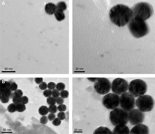 Figure S3 TEM images of f-AuNP-2 (A) and f-AuNP-3 (B).Abbreviations: TEM, transmission electron microscopy; AuNP, gold nanoparticles.