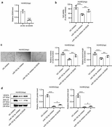 Figure 4. miR-152-3p promotes tube formation of HUVECs by targeting DDX6. (a) The knockdown efficiency of DDX6 in HUVECs under hypoxia was detected by RT-qPCR in thrice. (b) CCK-8 assays were carried out three times to probe effects of miR-152-3p inhibition and DDX6 silencing on cell viability. (c) The angiogenesis in cells with different transfection was measured by tube formation assays. Each experiment was repeated in triplicate. (d) Western blot analyses were employed to probe protein levels of angiogenesis-associated factors in cells with transfection of miR-152-3p inhibitor and sh-DDX6. Each analysis was performed three times. *p < 0.05, **p < 0.01, ***p < 0.001