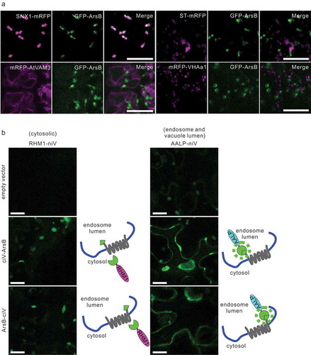 Figure 1. ArsB localizes to the endosome, and N- and C-terminal ends of ArsB are exoplasmic