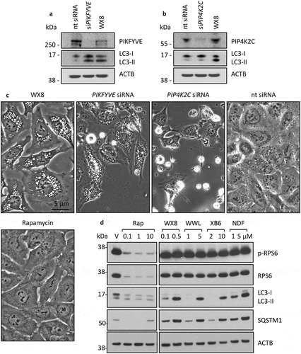 Figure 13. The WX8-family mimicked the effects of suppressing PIKFYVE. U2OS cells were cultured overnight, and then transfected for 7 h with 50 pmol siRNA targeted against either PIKFYVE (a) or PIP4K2C (b) mRNA according to the manufacturer’s instructions. Cells were then cultured for 36 h and then total cell extracts were subjected to western immuno-blotting. As a control, cells were also cultured in the presence of 0.1 µM WX8 or 1 µM rapamycin for the same length of time. (c) At end of 36 h, the extent of vacuolization was determined by phase contrast microscopy (40X). (d) To determine whether or not the WX8-family mimicked the MTOR kinase-specific inhibitor rapamycin, U2OS cells were cultured for 24 h in the presence of vehicle (V), or the indicated concentrations of rapamycin (Rap), WX8, NDF, WWL, or XB6. Whole cell extracts were then subjected to western immuno-blotting for LC3, SQSTM1, RPS6 (ribosomal protein S6) and its phosphorylated form (p-RPS6). ACTB was included as a loading control. The positions of molecular mass markers are indicated (kDa).