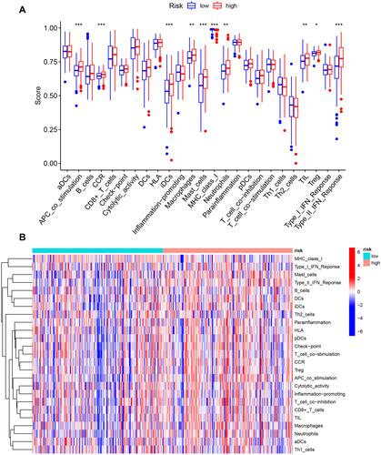Figure 10 The correlation between the risk score and the characterization of tumor immune microenvironment. (A) The value of 25 immune-related signatures between the high-risk and low-risk groups. (B) The heatmap of 25 immune-related signatures. *P < 0.05, **P < 0.01, ***P < 0.001.