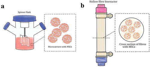 Figure 4. The schematics of spinner flask containing microcarriers containing the cells (A) as well as the hollow-fibre bioreactor and its cross section with cells inside (B).