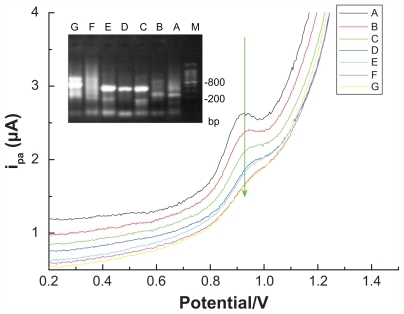 Figure 5 DPV curve generated from different pancreatic cancer samples amplified via arbitrarily primed polymerase chain reaction and detected using a multiwalled nanotube-modified glassy carbon electrode.Abbreviation: DPV, differential pulse voltammetric