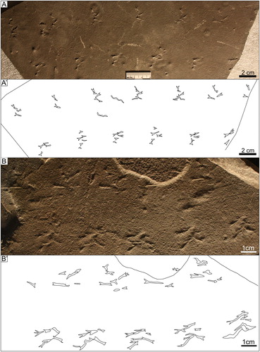 Figure 13. Kouphichnium minkinensis: A) UCM 508 (ANNMNH 2003.20.10) B) NMMNH P-69078.