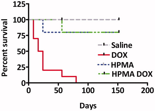 Figure 4. Survival of Wistar rats treated with different compounds. Note that only rats treated with free DOX exhibited low survival. Slightly and statistically insignificant lower survival of HPMA and HMPA–DOX rats in respect to SALINE treated rats was unrelated to treatment.