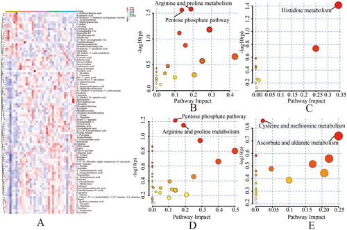 Figure 5. (A) Clustering heatmap: the metabolites were found in the clustering heatmap of control group, 1 mg silica group, 2 mg silica group, 4 mg silica group and 8 mg Silica group. Rows – metabolites; columns – samples. Darker colors indicate a greater difference in metabolites from the control level, and lighter colors indicate a smaller difference from the control level. Metabolic pathway bubble chart: (B) control group vs. silica 1 mg group; (C) control group vs. 2 mg silica group; (D) control group vs. 4 mg silica group; (E) control group vs. 8 mg silica group.