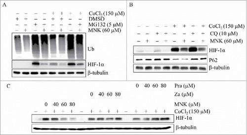 Figure 3. MNK-induced HIF-1α protein reduction is independent on protein degradation and leukotriene receptor. PC3 cells were treated with MNK for 6 h in the presence or absence of MG132 (A) or CQ (B) in the presence of 150 μM CoCl2. The indicated proteins were examined by western blot. (C). PC3 cells were treated with different concentrations of zafirlukast and pranlukast for 6 h in the presence of 150 μM CoCl2. Cell lysates were subjected to immunoblot assays. β-tubulin was used as loading control. All experiments were repeated three times. Za, zafirlukast; Pra, pralukast.