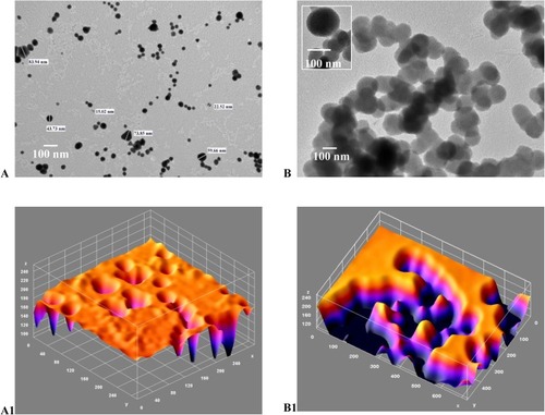 Figure 7 (A-B1): TEM image and corresponding ImageJ analysis. (A) TEM for gold/chitosan NPs of various size and shape, size 160.3±36.17 (d, nm); (B) TEM image of EGCG/chitosan/TPP NPs, size 414.8±333.8 (d, nm); (A1) ImageJ for (A and B1) ImageJ for 7B with peaks denoting the intensity of the NPs in each case. Scale bars 300 nm.