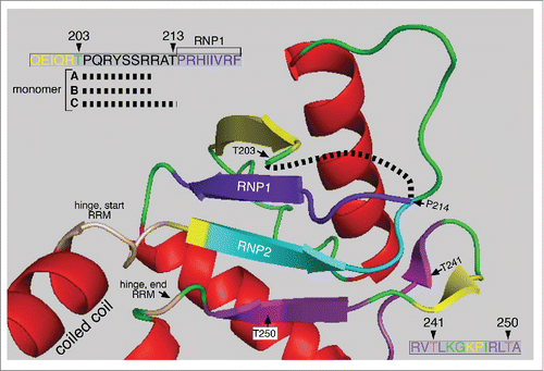 Figure 2. Structure of the ORF1p RRM The structure the C monomer RRM was displayed using MacPymol 1.7.6.3 based on the PDB file, 2yko.Citation25 The upper left insert shows the amino acids missing from the structures of the A, B, and C monomers (black dashed line, red box c, Fig. 4) in the vicinity of T203 – T213. The lower right insert show the amino acid sequence encompassing the highly conserved PKA sites in the PDPK docking sites shown in Figure 1B.