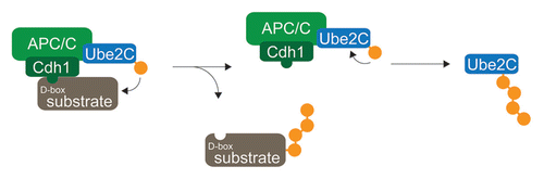 Figure 4 Competitive inhibition of APC/C-dependent ubiquitination. Ube2C is the physiological chain-initiating E2 for the APC/C. When substrates are bound to the APC/C, Ube2C transfers ubiquitin to substrates lysine residues. By contrast, after substrates have been degradation, Ube2C modifies lysine residues within itself, leading to Ube2C-degradation.