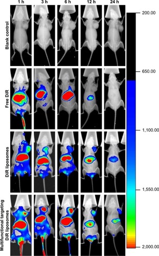 Figure 8 In vivo real-time imaging observation after intravenous administration of the varying formulations (n=3).Abbreviation: DiR, 1,1-dioctadecyl-3,3,3,3-tetramethylindotricarbocyanine iodide.