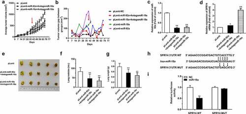 Figure 8. AntagomiR-18a restrained the driving effects of miR-92a on the development of NSCLC.