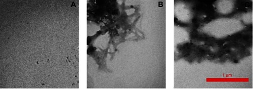 Figure 2 TEM images of different species of α-syn.Notes: (A) α-syn monomer; (B) α-syn amyloid; and (C) α-syn amorphous aggregates in the presence of CeO2 NPs.Abbreviations: TEM, transmission electron microscopy; α-syn, α-synuclein; CeO2, cerium oxide; NPs, nanoparticles.