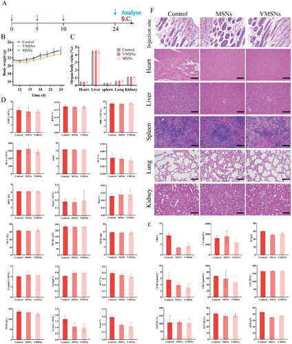 Figure 9. (a) Treatment protocols on the in vivo toxicity study of VMSNs and MSNs. (b) Dynamic body weight changes of mice during the treatments. (c–f) Organ/body ratio (c), hematology results (d), biochemical results (e), and representative histopathology images of the major organs and injection site tissue (f) after subcutaneous injection of VMSNs and MSNs. Scale bar: 100 μm.