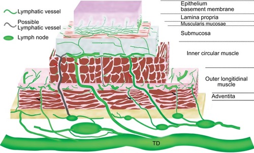 Figure 1 Schematic lymphatic drainage of the esophagus.Notes: Vessels exist in all layers except epithelium and its basement membrane. They run mainly longitudinally in the lamina propria and the submucosa and circumferentially in the intermuscular space. Vessels in lamina propria and muscularis mucosae connect to submucosa. Vessels in submucosa are generally located in the outer margin of this layer. They connect to TD, regional lymph node, and possibly to intermuscular lymphatic plexus and paraesophageal node. The direct lymphatic drainage to TD and regional lymph node pass through a complete gap (red arrows). The intermuscular lymphatic plexus connects to TD, regional lymph node, and paraesophageal node through an incomplete gap (black arrows). Vessels in adventitia connect to TD and regional lymph node.Abbreviation: TD, thoracic duct.