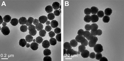 Figure 3 TEM images of Fe3O4 (A) and Fe3O4@TSTO-MIPs (B).Abbreviations: MIPs, molecularly imprinted polymers; TEM, transmission electron microscopy; TSTO, testosterone.