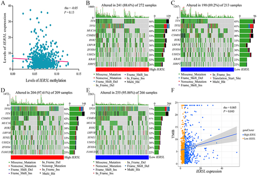 Figure 8 Methylation and mutation analysis. (A) Correlation of IER5L expression with IER5L methylation. (B, C) Gene mutation frequencies in the high and low IER5L expression groups in lung adenocarcinoma. (D and E) Gene mutation frequencies in the high and low IER5L expression groups in lung squamous cell carcinoma. (F) Correlation of IER5L expression with TMB.
