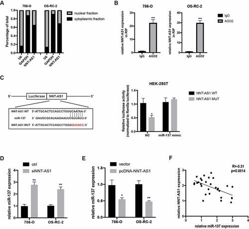 Figure 4. NNT-AS1 can directly bind to miR-137. A qRT-PCR analysis of nuclear and cytoplasmic RNA fraction in ccRCC cells. B AGO-2 RNA-IP assay followed qRT-PCR analysis showing binding capacity between NNT-AS1 and AGO2. C Left, the predicted binding site of WT NNT-AS1 or MUT NNT-AS1 with miR-137; right, luciferase activity was detected in HEK-293 T cells. D and E Effect of the NNT-AS1 knockdown or overexpression on miR-137 expression. F Correlation analysis between NNT-AS1 and miR-137. *P < 0.05, ** P < 0.01, ***P < 0.001