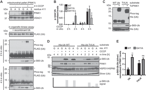 Figure 8. PINK1G411A does not discriminate between the common (WT) and the minor (TVLN) confirmation of Ub. (A) Mitochondrial fractions from HEK293T cells – PINK1G411 (G), PINK1A411 (A), or PINK1S411 (S) – were used for kinase reactions with recombinant FLAG-tagged Ub as the substrate. Supernatants were analyzed and Ub phosphorylation was determined with anti-p-S65-Ub or anti-FLAG antibody using Phos-tag gels (asterisk marks phosphorylated Ub). VDAC1 was used as a mitochondrial loading control. (B) Quantifications of the p-S65-Ub:Ub ratio from Phos-tag gels. Shown is the mean ± SD of three independent experiments. Statistical analysis was performed using two-way ANOVA and Tukey’s post-host test (*** p < 0.0005). (C) In vitro kinase reactions confirm that the Ub[TVLN] (Ub-CR) is a superior substrate for TcPINK1 compared to WT Ub. Recombinant TcPINK1 was incubated with equal amounts of His-tagged WT or Ub[TVLN] for 90 min. Note the substantial amounts of WT Ub that remain un-phosphorylated under these conditions. (D) Mitochondria from HEK293T WT PINK1 (labeled G) and PINK1G411A (labeled A) cells were used for kinase reactions as in (A), with His-tagged WT Ub or Ub[TVLN] as substrate as in (C). HSPD1/HSP60 was used as a mitochondrial loading control, and silver staining to quantify total Ub. Note the strong phosphorylation of WT Ub by PINK1G411A, while C-terminally retracted Ub[TVLN] was phosphorylated by both WT PINK1 and PINK1G411A. (E) Quantification of in organello kinase reactions confirm an overall stronger and equally efficient phosphorylation of WT Ub and Ub[TVLN] by PINK1G411A, compared to WT PINK1. Shown is the mean of p-S65-Ub:Ub normalized to PINK1 levels at 4 h reaction time ± SD of five experiments. Statistical analysis was performed using two-way ANOVA with Sidak’s post-hoc test (** p < 0.005).