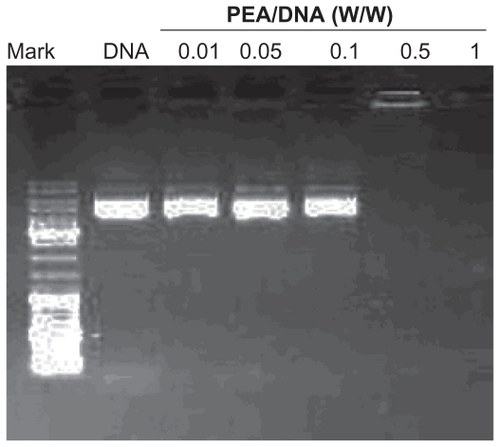 Figure 6 Agarose gel electrophoresis of poly(ester amine) (PeA)/DNA complexes at various weight ratios.