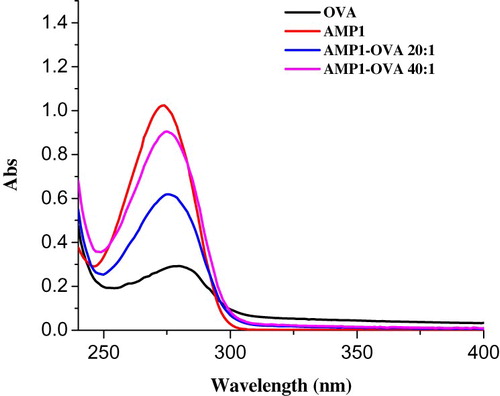 Figure 4. The UV spectra characterization for AMP1, OVA, and AMP1-OVA.