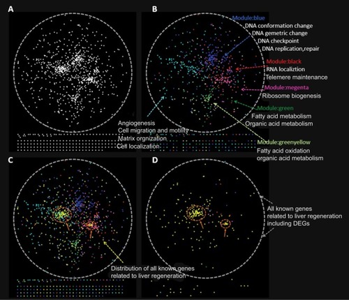 Figure 8 Distribution of known LR-related genes and DEGs in the spatial protein–protein interaction (PPI) network, generated in Cytoscape.Notes: (A) The PPI network was constructed by connecting all the known LR-related genes and DEGs in our study. (B) All DEGs from six modules were colored differently. The cyan module was opposite the to magenta module l. The cyan module is located in the middle of the blue and pink modules. (C) All known LR-related genes were mapped to the PPI network, shown in yellow. These genes overlapped with the cyan model most. (D) Distribution of all known LR-related genes, including DEGs, in our study.Abbreviations: DEGs, differentially expressed genes; LR, liver regeneration.