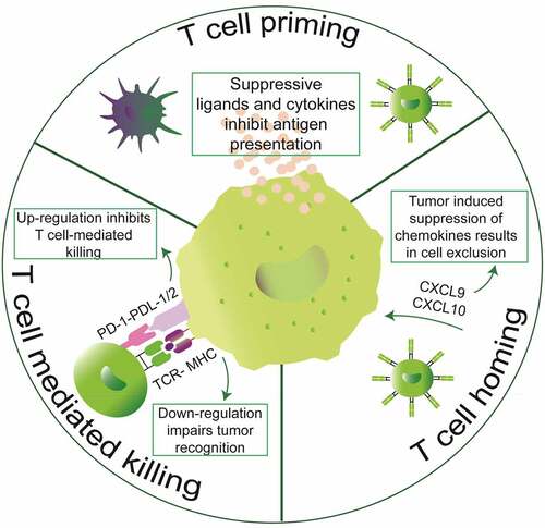 Figure 2. Mechanisms of tumor-mediated immune evasion. Tumors can inhibit intrinsically developed immunity at the three stages of anticancer immunity cycle. Tumors secrete suppressive cytokines and ligands to inhibit T cell priming. Moreover, tumors can also conspire the secretion of chemokines that are essential for entry of cytotoxic T lymphocytes into the tumor stroma. Lastly, tumors can also inhibit T cell-mediated killing either by downregulating components of the antigen processing and presentation machinery or by expressing T cell inhibitory ligands such as PD-L1/2