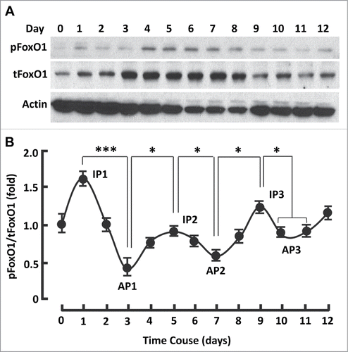 Figure 3. The kinetics of FoxO1 activation followed a series of sigmoid curves during adipogenesis. (A) Western blots showing FoxO1 expression (i.e., tFoxO1), activation (i.e., dephosphorylation) and inactivation (i.e., phosphorylation) during adipogenesis. β-actin was probed as the loading control. (B) Densitometric analysis of protein gel blot images with NIH ImageJ software; n = 3−5. AP, activation peak; IP, inactivation peak. * P < 0 .05; and ***, P < 0 .0001.