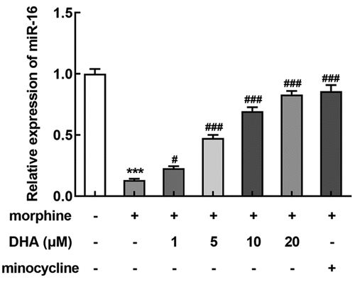 Figure 4. miR-16 was regulated by morphine and DHA